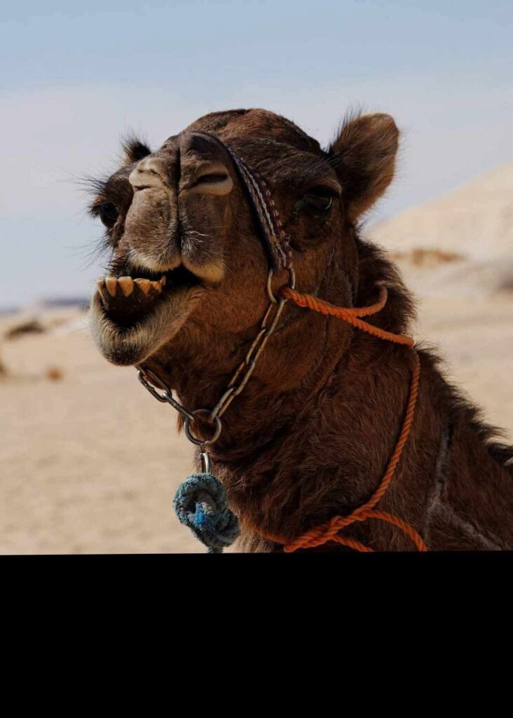 Egypt Desert Camping